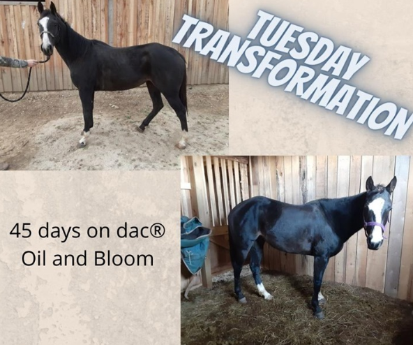 Before and after photos of a black mare after 45 days on dac Oil and dac Bloom showing weight gain and a shinier coat
