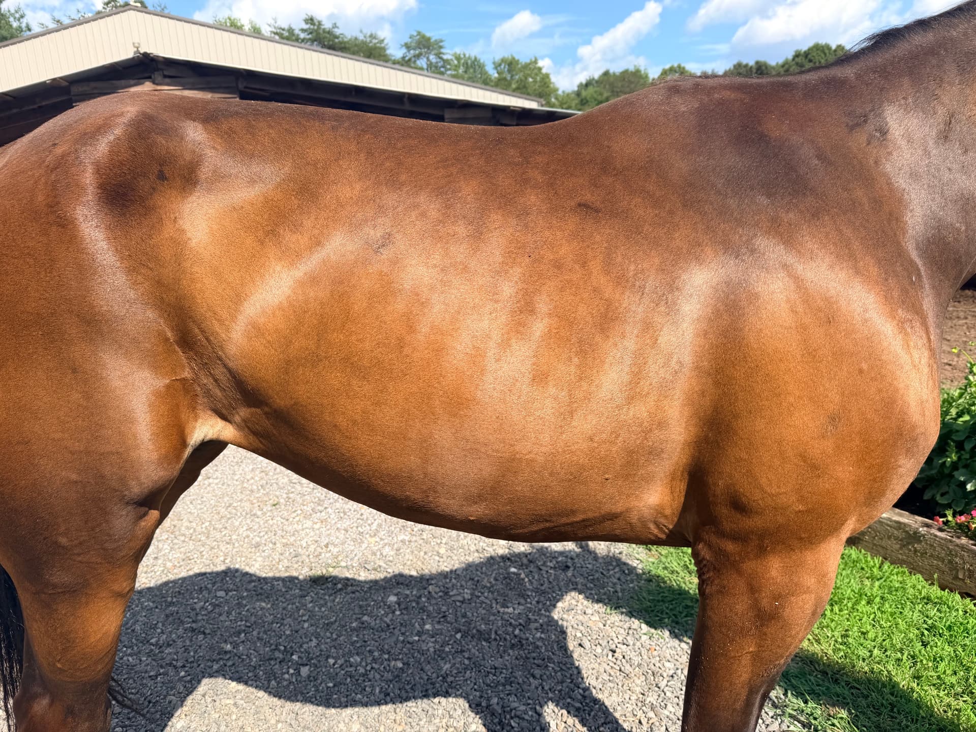 Before: Brown bay horse with a dipped back and low topline before supplementing, and the same horse later with a filled out, muscled barrel and topline