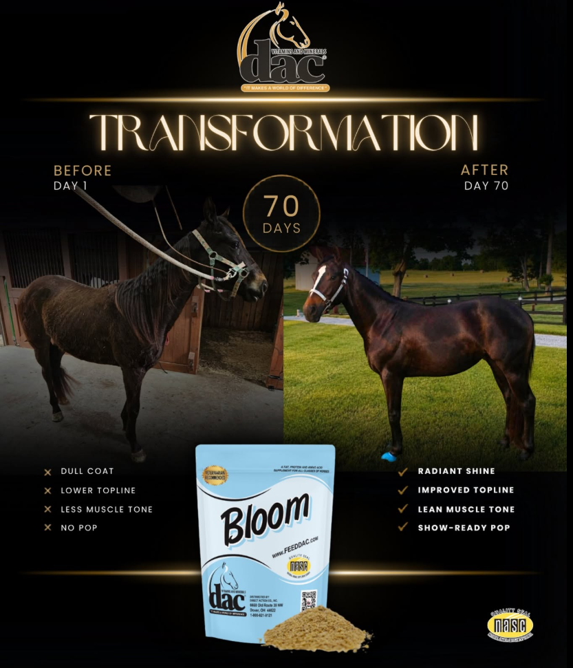 Before and after horse transformation over 70 days on dac Bloom showing a shinier coat, improved topline and lean muscle tone