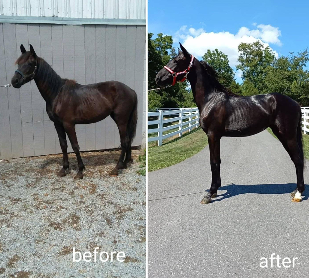 Before and after photos of a thin black gelding that gained weight, muscle and coat shine on Atlas Equine supplements
